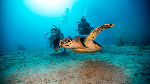 Sea turtle swimming in front of scuba divers