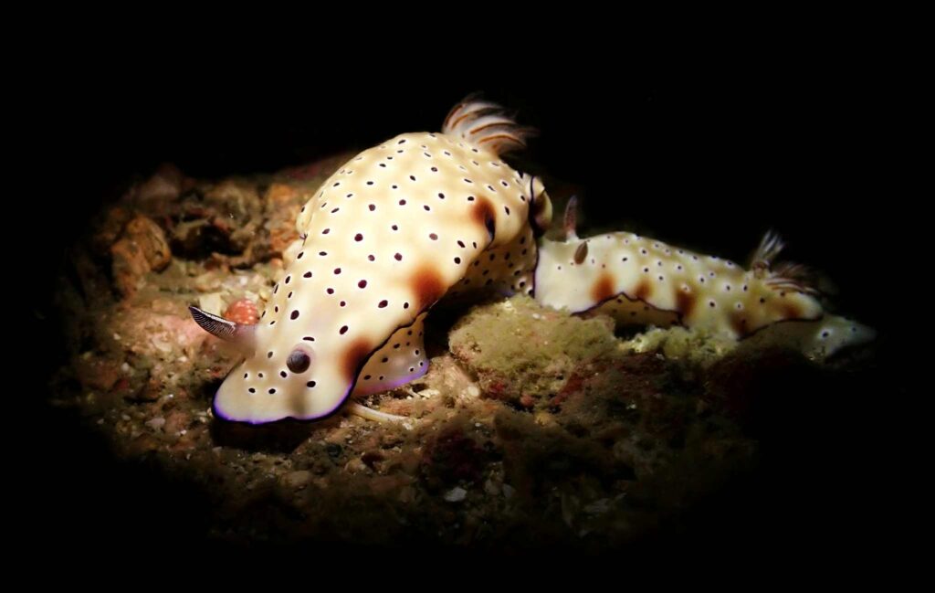 Hypselodoris Nudibranch