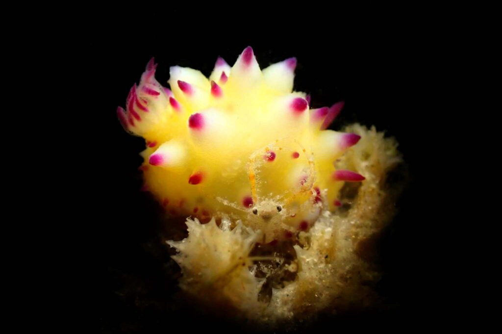 Hypselodoris nudibranch 