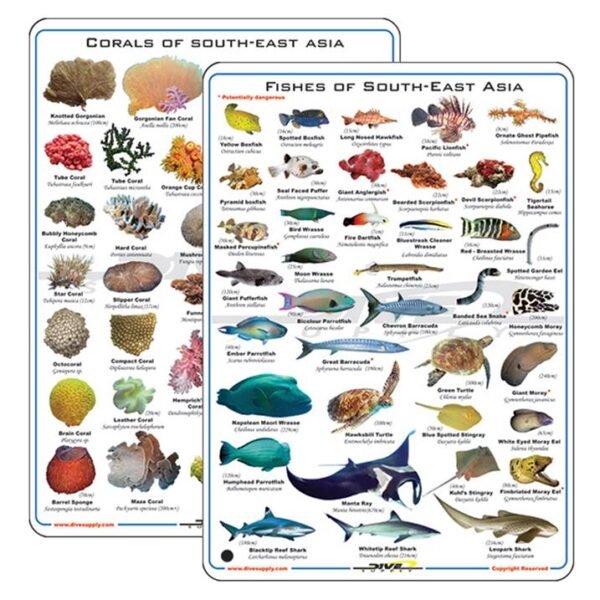 Deep-Blue-Fish-Corals-Card.jpg Deep Blue Fish & Corals Card