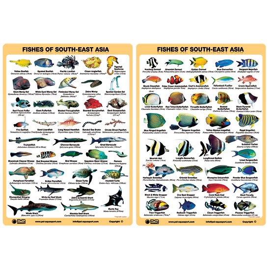 Fish ID Slates (Set of 2)